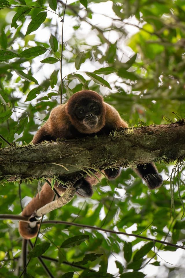 A woolly monkey lying on a mossy tree branch in Yasuní National Park, Ecuador, looking down at the camera.